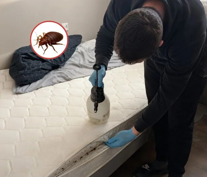 Technicien traitant un matelas contre les punaises de lit à Nesles-la-Vallée